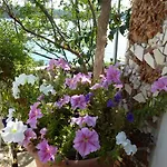 Ljilja * Blato (Korcula)